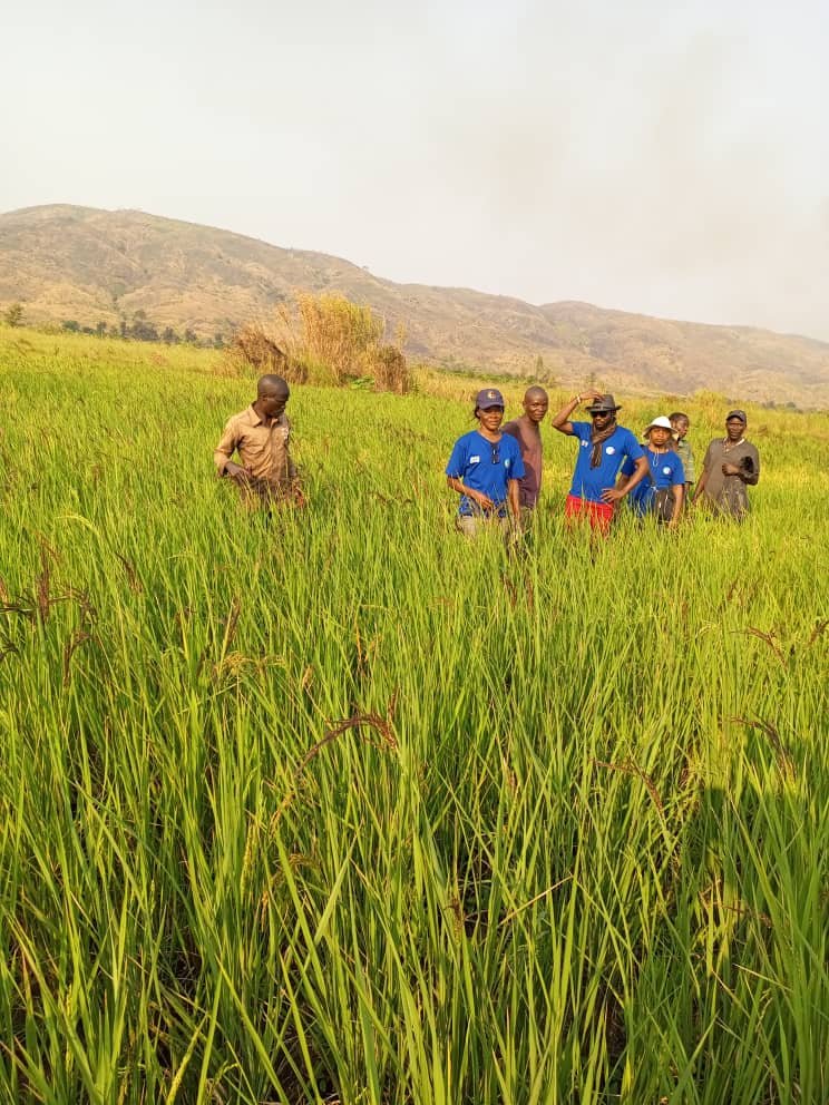 Champ de Riz de CEF-JDD au Tabac Congo, à Kalemie province de Tanganyika